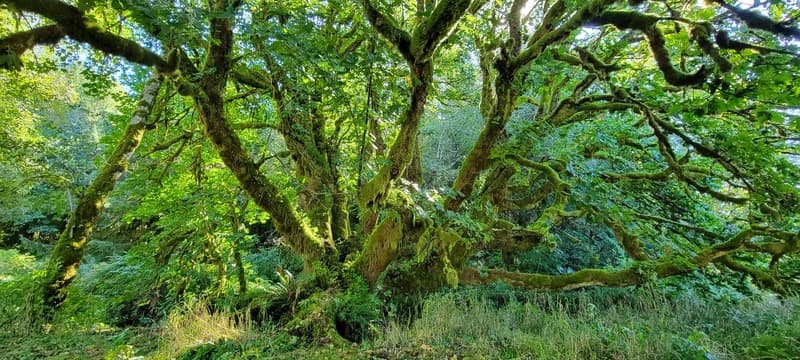 The Dragon Mama Maple
