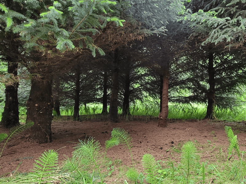 Campground Image