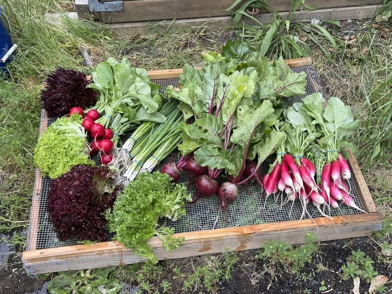 A garden harvest